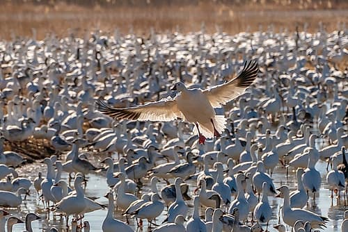 USA- New Mexico- Bosque Del Apache National Wildlife Refuge. Snow goose landing in flock. Art Print